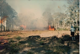 Clearing the land